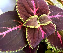Giant Red Kong Coleus Rooted Plant | Vibrant Red Foliage | Fast Shipping | Live Flower