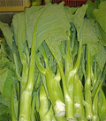 125 Kailaan Chinese Broccoli Seeds - Heirloom Gai Lan - Kai Lan - Asian Greens - Chinese Kale - Fast-Growing Leafy Veg