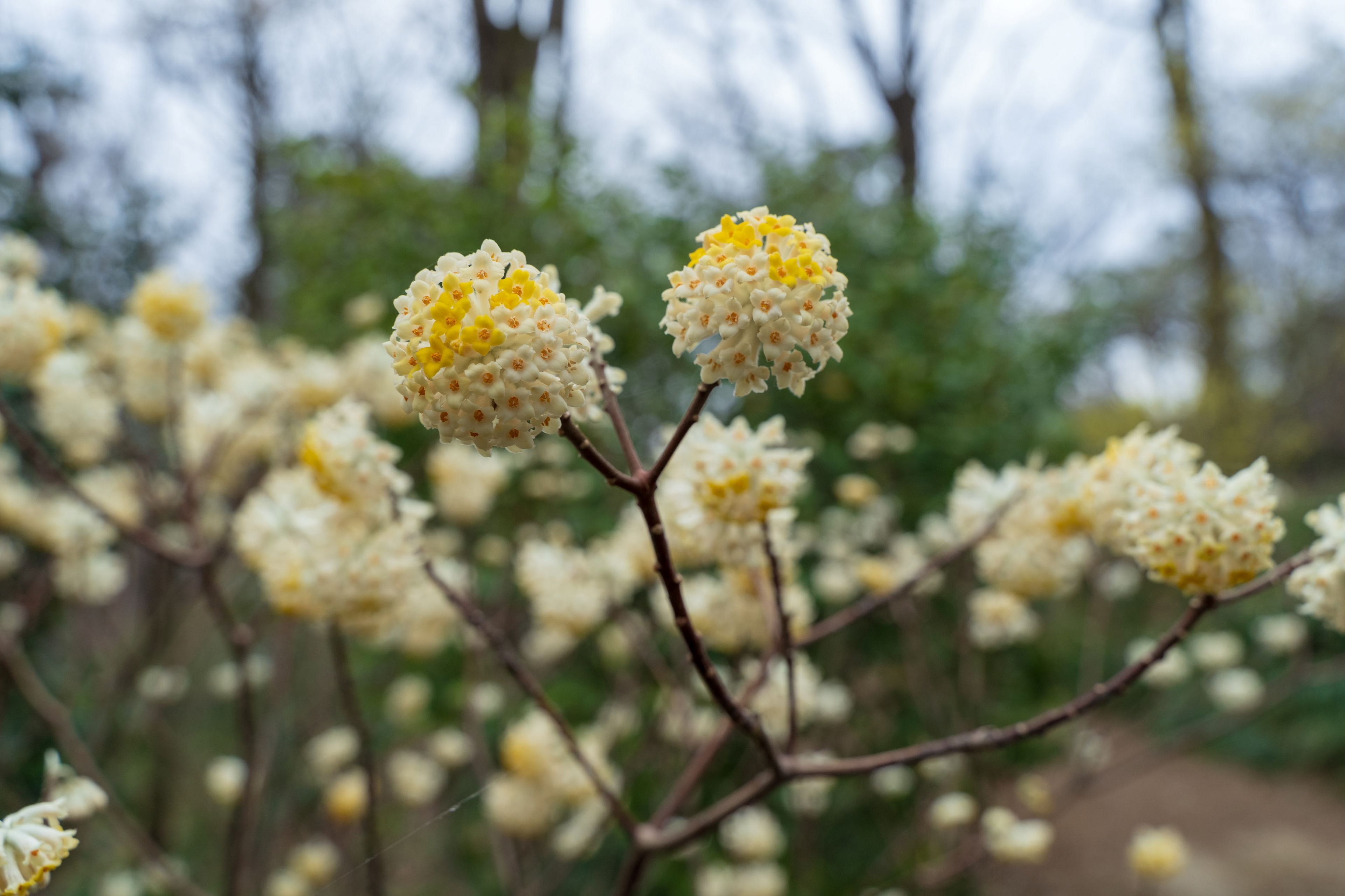 Edgeworthia Winter Gold / Snow Cream Paper Bush | Live Starter Plant | Fragrant Yellow Blooms | Shade Garden Shrub | Zones 7-9