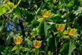 Tulip Poplar Tree Cuttings - 7 Live 12" Cuttings, Fast-Growing, Yellow Flowers, USDA Zones 4-9, Perfect for Shade or Street Trees