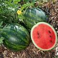 Mini Love Watermelon Seeds - 50+ Personal-Size Melon Seeds - USA Grown -  - Sweet Red Flesh - Container Friendly - 80 Days