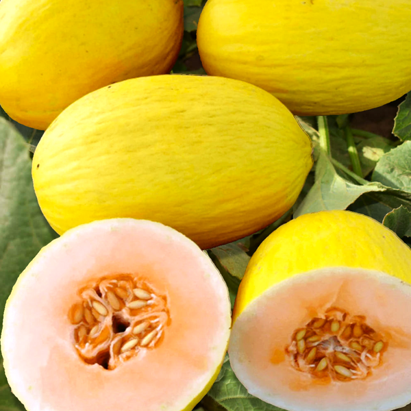 Crenshaw Melon Seeds | Heirloom, Non-GMO | Sweet & Spicy Flavor | 6-10 lb Melons |  | USDA Zones 2-10