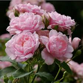 Pink Damask Hedge Rose in 4" Planter - Well Rooted, Fragrant Pink Blooms, Spring & Summer