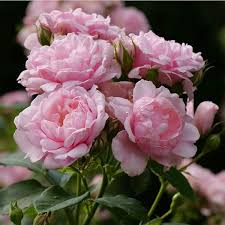 Pink Damask Hedge Rose in 4" Planter - Well Rooted, Fragrant Pink Blooms, Spring & Summer