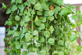 Dischidia Nummularia Cutting | Attractive Hanging Basket Plant | Easy to Grow, 1 Fresh Cutting |