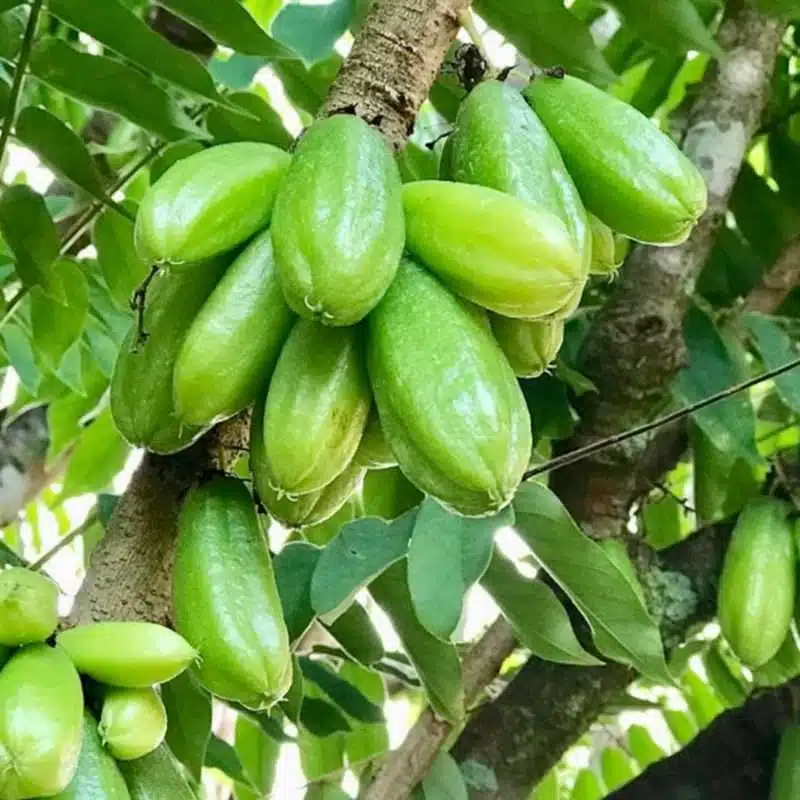 Bilimbi Cucumber Tree - Live Averrhoa bilimbi 1’-2’ Tall | Tropical Sour Fruit Tree for Culinary Use