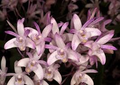 Dendrobium kingianum Orchid | Fragrant Pink Miniature Flower | 5-Inch Bare Root Starter Plant | Easy to Grow for Beginners