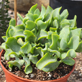 Ripple Jade Succulent - 3" Rooted Plant, Wavy Blue-Green Foliage, Perfect for Indoors or Outdoors, USDA Zones 9-11