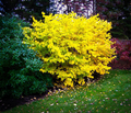 2 Spicebush Plants (Lindera Benzoin) – 12" Bare Root Shrubs, Wildlife-Friendly, Fragrant, Zones 4-9