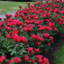 Knock Out Red Rose Bush Cuttings - 6" Unrooted Live Plant, Fast-Growing, Flowering Shrub for Outdoor Gardens, USDA Zones 5-9