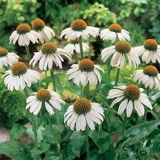 White Swan Coneflower Seeds | Fragrant White Blooms | Drought Tolerant | Zones 3-9 | Non-GMO |