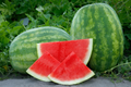 50 Secretariat Seedless Watermelon Seeds – USA Grown, Non-GMO, Juicy & Sweet, Garden Fruit Starter –