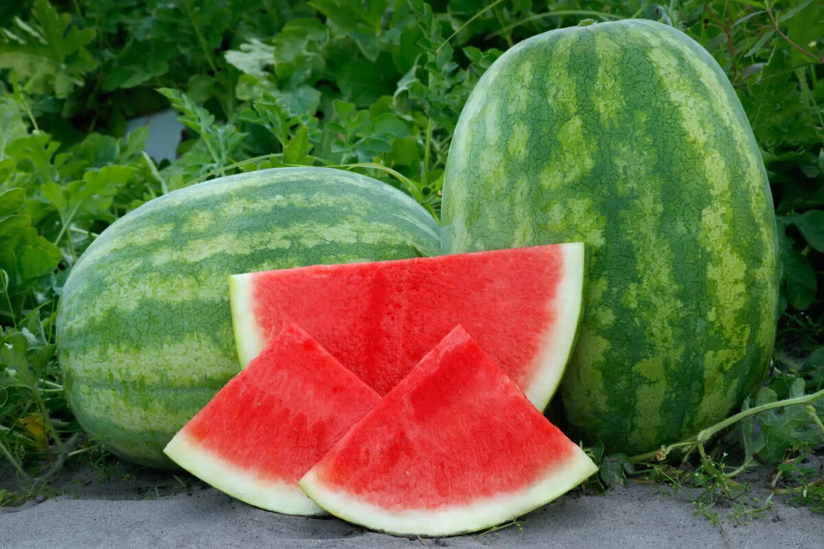 50 Secretariat Seedless Watermelon Seeds – USA Grown, Non-GMO, Juicy & Sweet, Garden Fruit Starter –