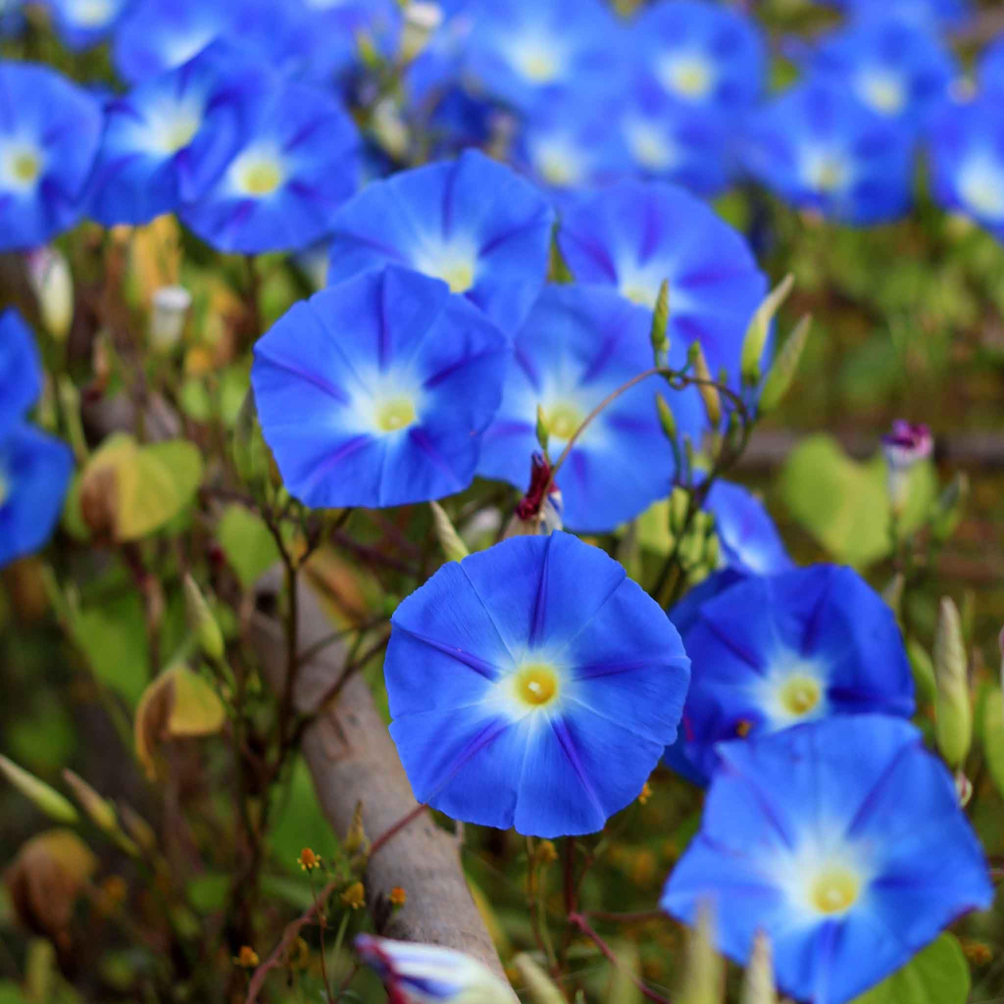 Heavenly Blue Morning Glory Seeds | Non-GMO | 50-1,000 Seeds | Vibrant Blue Blooms | Climbing Vine | USDA Zones 1-10 |