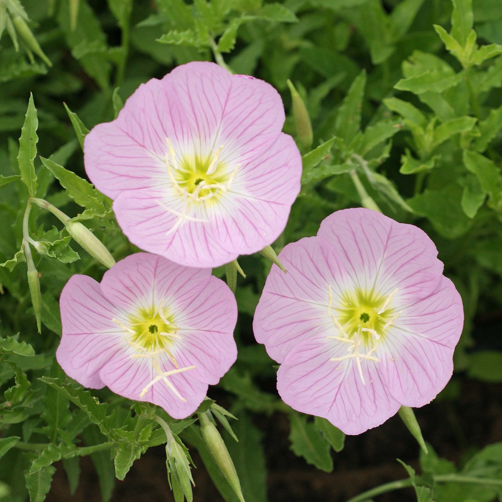 Showy Evening Primrose Seeds | Fragrant Pink Blooms | Drought Tolerant | Zones 4-9 | Non-GMO |