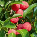 Lychee Brewster Seedling 6"-12" Tall | Tropical Fruit Tree (Litchi chinensis) | Starter Plant | Sweet Red Fruits | Outdoor