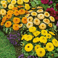 Fiesta Gitana Calendula Seeds | Non-GMO | 50-1,000 Seeds | Orange, Yellow, Gold Blooms | Edible Flowers | USDA Zones 3-10 |