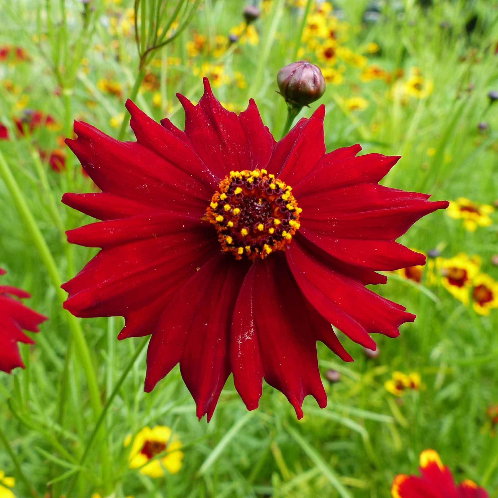Tall Red Plains Coreopsis Seeds | 3 ft Tall | Crimson-Red Blooms | Zones 3-10 | Non-GMO |