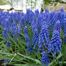 Muscari Armeniacum Bulbs - Blue Grape Hyacinth, 6-8" Tall, Deer Resistant, Award-Winning, Perfect for Borders, Rock Gardens & Naturalizing