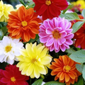 Cracker Jack Mix Marigold Seeds | Large Double Blooms | Non-GMO |  | Zones 1-10