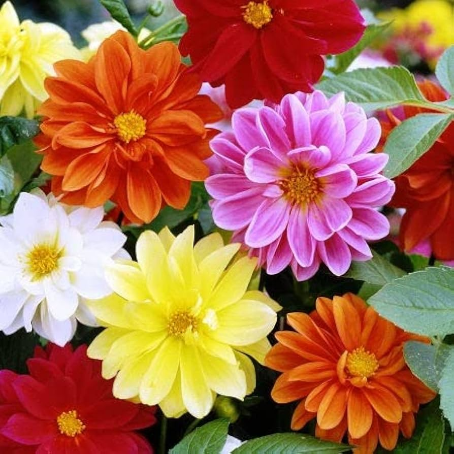 Cracker Jack Mix Marigold Seeds | Large Double Blooms | Non-GMO |  | Zones 1-10