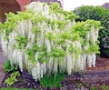 5 White Wisteria floribunda Alba Seeds – Hardy Climbing Vine, Fragrant White Flowers, Rare for Garden