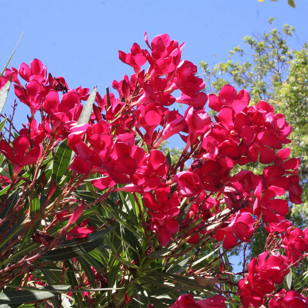 Oleander Red Live Cuttings, 7 Unrooted 6” Plants, Fast-Growing Evergreen Shrub, Vibrant Red Flowers, USDA Zones 8-10
