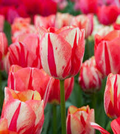 Tulip Spryng Break Bulbs - 5 Cream & Red Double Peony Tulips, Color-Changing Ruffled Blooms, Perfect for Containers, USDA Zones 3-8