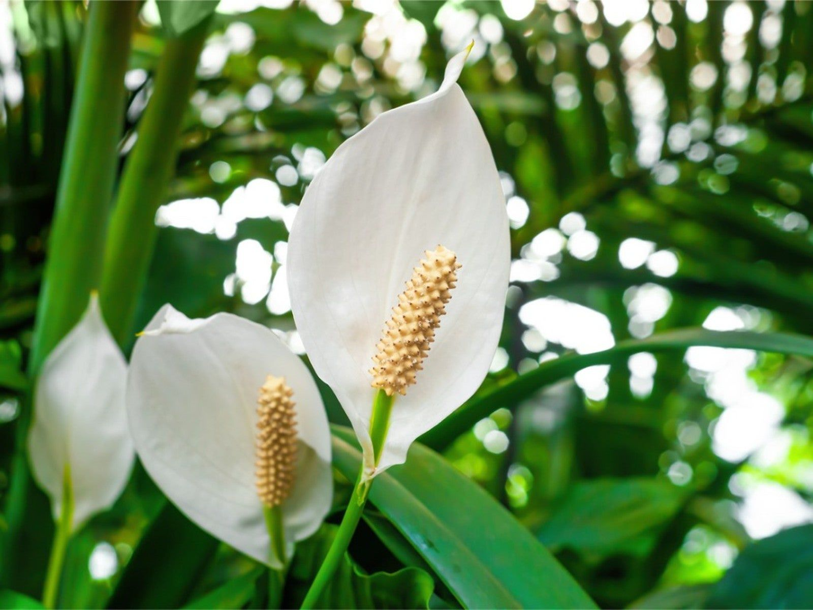 Peace Lily (Spathiphyllum) Live Plant | 10-12 Inches Tall | White Flowers | Indoor/Outdoor | Air Purifying | Low Light Houseplant