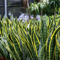 Snake Plant Starter (Sansevieria trifasciata) – Easy Care, Air-Purifying Indoor Plant with Striking Upright Leaves, Live Plant