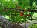 Hog Plum (Spondias Purpurea) – 5 Fresh Unrooted Spanish Plum Cuttings, 8"-10” Long