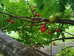 Hog Plum (Spondias Purpurea) – 5 Fresh Unrooted Spanish Plum Cuttings, 8"-10” Long