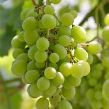 Grape Vine 18” Rooted Cutting – Sweet Seedless Green Grape Plant – Ready to Plant – Local Pickup Only