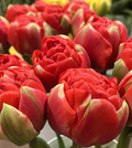 Tulip Bombastic Scarlet Red Double Ruffled – 8” Blooms, 10 Flower Bulbs, Peony-Like, Late Spring