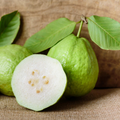 Guava Tree  – Live Tropical White Guava Fruit Tree – Ships in Pot – Ready to Plant