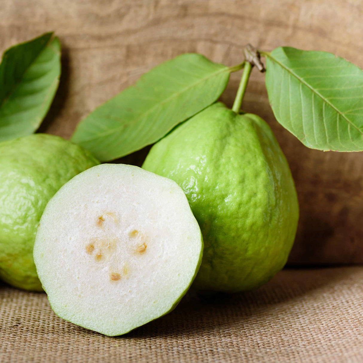 Guava Tree  – Live Tropical White Guava Fruit Tree – Ships in Pot – Ready to Plant