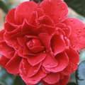 Tom Knudsen Camellia Japonica Starter Plant 8-12" | Unique Bloom | Live Well-Rooted Evergreen Shrub | USDA Zones 7-10