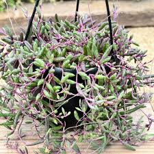Othonna capensis 'Ruby Necklace' Succulent | 5 Live Cuttings | Unique, Trailing Plant
