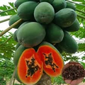 20 Caribbean Red Lady Papaya Seeds - Large Melons - Tropical Fruit Tree - Non-GMO Indoor Plant