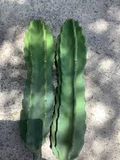 12" Cereus Peruvian Apple Cactus Cutting (Top Cut) - 1ft Segment - Hardy Indoor/Outdoor Plant