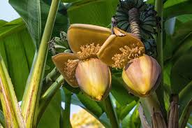 Largest Giant Banana Seedlings (Musa ingens) Live Fruit Starter Plant – Towering Tropical Wonder