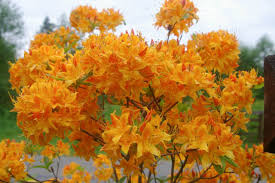 Golden Lights Deciduous Azalea | Hardy Yellow Rhododendron Starter Plant | Northern Lights Series