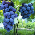 Kyoho Grape Seedling | 8” Live Starter Plant | Sweet Purple Grapes | Ready to Plant | Low Maintenance Vine for Sub-Tropical Gardens