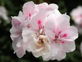 White Pink Pelargonium peltatum Trailing Ivy Geranium - 2 Live 6" Cuttings, Rare Double Petal Blooms, Easy to Propagate