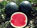 Black Diamond Watermelon Seeds | Heirloom Non-GMO | 30-75 lb Fruit | Sweet Red Flesh | USDA Zones 3-10 |