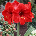 Amaryllis Red Lion Bulb - Award-Winning Large Red Blooms, 24" Tall, Holiday Gift, USDA Zones 8-11, Easy to Grow Indoors or Outdoors