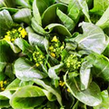 500mg Yu Choy Sum Seeds - Flowering Brassica Jung Green - Heirloom Non-GMO Asian Green for Stir-Fries, Soups, & Gardening
