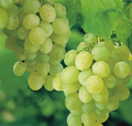 Sweet Seedless Green Grape Cutting Vine - Rooted Live Plant - Ready to Plant, Easy Care Grape Vine