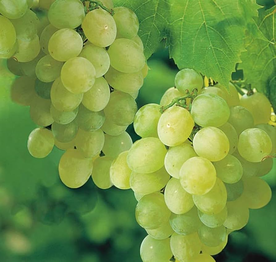 Sweet Seedless Green Grape Cutting Vine - Rooted Live Plant - Ready to Plant, Easy Care Grape Vine
