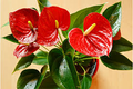 Red Sensation Anthurium Starter Plant - Live Well Rooted Seedling - King Veitchii, Indoor & Outdoor Flowering Plant